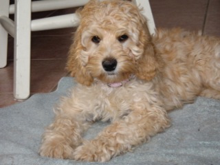 Picture of Australian Labradoodle
