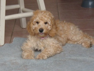 Picture of Australian Labradoodle