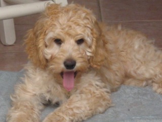 Picture of Australian Labradoodle