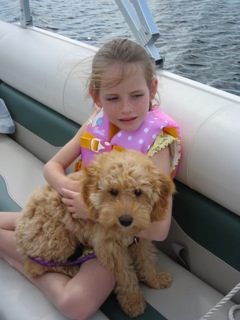 Picture of Australian Labradoodle