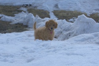 Picture of Australian Labradoodle