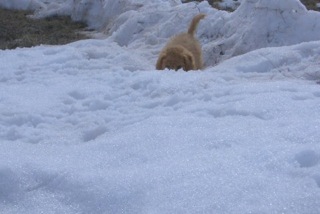 Picture of Australian Labradoodle