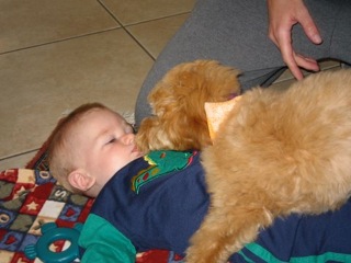 Picture of Australian Labradoodle