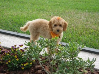 Picture of Australian Labradoodle