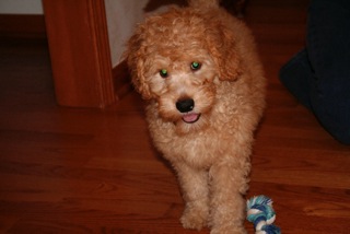 Picture of Australian Labradoodle