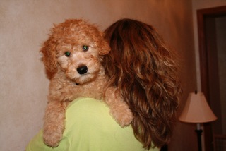 Picture of Australian Labradoodle