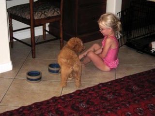 Picture of Australian Labradoodle