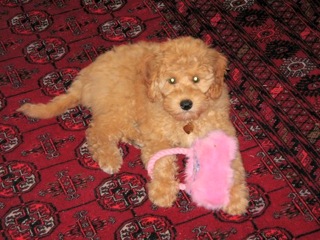 Picture of Australian Labradoodle