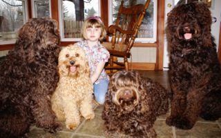 Picture of Australian Labradoodle