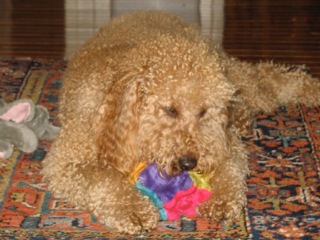 Picture of Australian Labradoodle