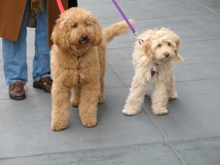 Picture of Australian Labradoodle