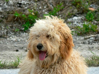 Picture of Australian Labradoodle