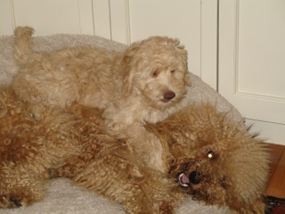 Picture of Australian Labradoodle