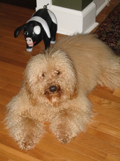 Picture of Australian Labradoodle