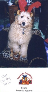 Picture of Australian Labradoodle
