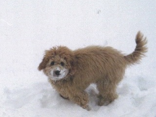 Picture of Australian Labradoodle
