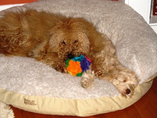 Picture of Australian Labradoodle