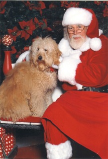 Picture of Australian Labradoodle