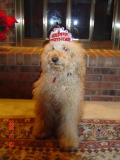 Picture of Australian Labradoodle