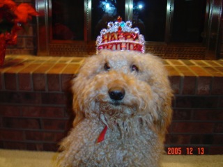 Picture of Australian Labradoodle