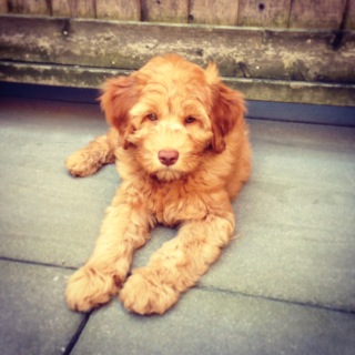 Picture of Australian Labradoodle