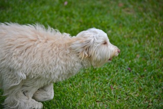 Picture of Australian Labradoodle
