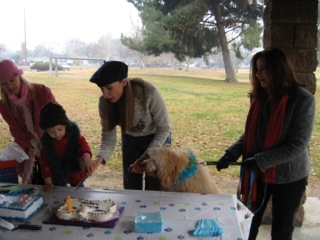 Picture of Australian Labradoodle