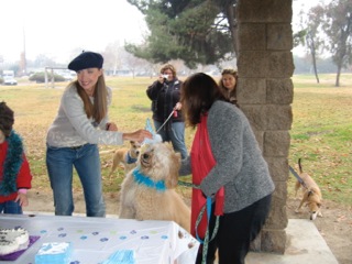 Picture of Australian Labradoodle
