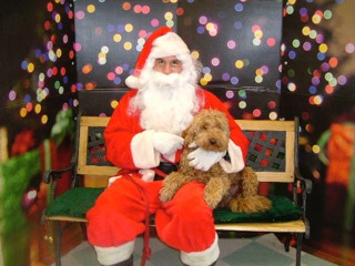 Picture of Australian Labradoodle