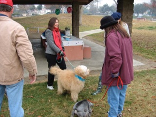 Picture of Australian Labradoodle