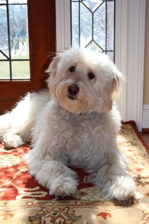 Picture of Australian Labradoodle