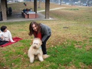 Picture of Australian Labradoodle