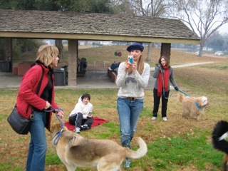 Picture of Australian Labradoodle