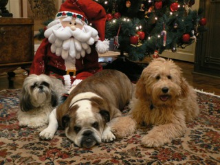Picture of Australian Labradoodle