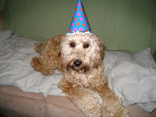 Picture of Australian Labradoodle