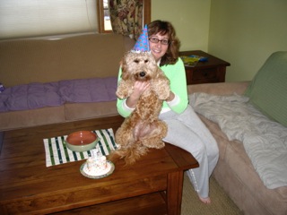 Picture of Australian Labradoodle