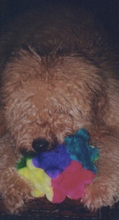 Picture of Australian Labradoodle