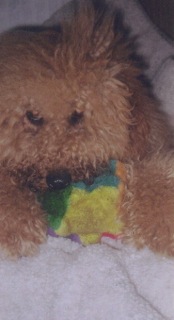 Picture of Australian Labradoodle