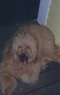 Picture of Australian Labradoodle