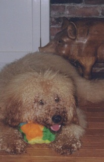 Wellington Bear<br>
 