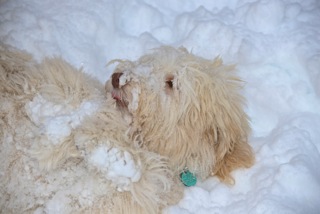 Picture of Australian Labradoodle