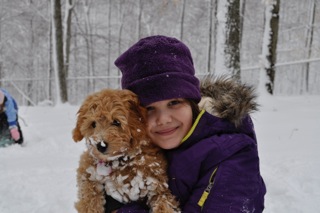 Picture of Australian Labradoodle
