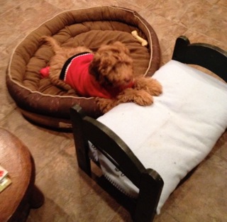 Picture of Australian Labradoodle