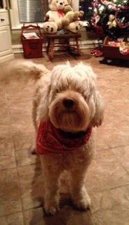 Picture of Australian Labradoodle