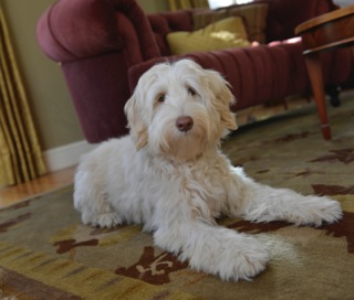 Picture of Australian Labradoodle