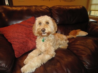 Picture of Australian Labradoodle