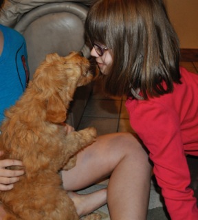 Picture of Australian Labradoodle