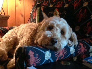 Picture of Australian Labradoodle