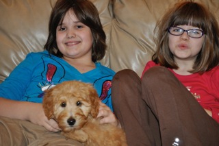 Picture of Australian Labradoodle