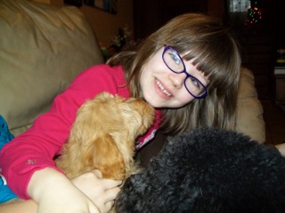 Picture of Australian Labradoodle